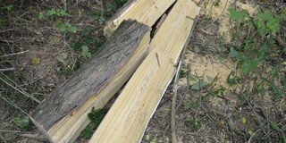 Az erdész buktatta le a fatolvajokat Pécsbányán