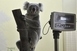 Két új koala is látható a Fővárosi Állat- és Növénykertben Két új koala is látható a Fővárosi Állat- és Növénykertben