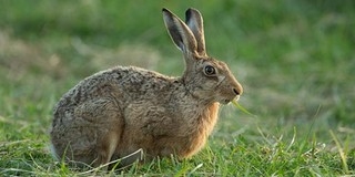 A hollandok húsvéti nyula nem egy aranyos kisnyuszi