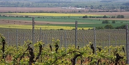 A Nemzeti Bor Maraton első kiemelt helyszíne Villány A Nemzeti Bor Maraton első kiemelt helyszíne Villány