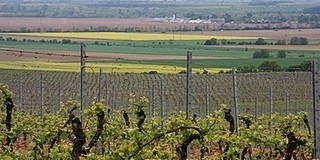 A Nemzeti Bor Maraton első kiemelt helyszíne Villány