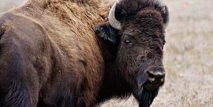 Ismét bölény támadt turistára a Yellowstone Nemzeti Parkban