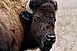Ismét bölény támadt turistára a Yellowstone Nemzeti Parkban Ismét bölény támadt turistára a Yellowstone Nemzeti Parkban