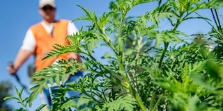 Jelentősen emelkedett a parlagfű pollenkoncentrációja