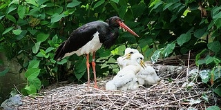 GPS-jeladóval követik a gemenci fekete gólyák útját