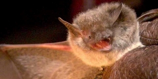 Óvatosan a denevérekkel, veszett példányt találtak