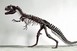 Hatalmasra tudta tátani a száját az Allosaurus Hatalmasra tudta tátani a száját az Allosaurus