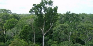 A véltnél jóval több amazóniai fa veszélyeztetett