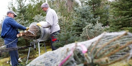 Idén sem lesz drágább a fenyőfa, jövő héttől már árulják