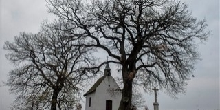 Bátaszék legöregebb, borral öntözött tölgye lett az év fája idén