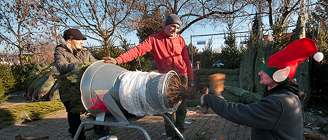 Olcsóbb, friss és szép fenyőfát szeretne? Baranyában is érdemes felkeresni az őstermelőket