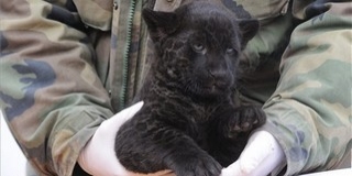 Jaguár született a Szegedi Vadasparkban