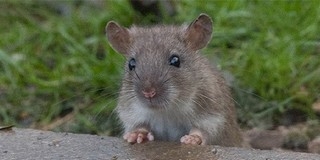 Négylábú potyautas miatt fordult vissza egy kínai repülőgép Négylábú potyautas miatt fordult vissza egy kínai repülőgép