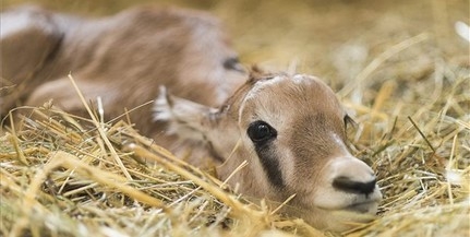 Ritka antilop született a Nyíregyházi Állatparkban