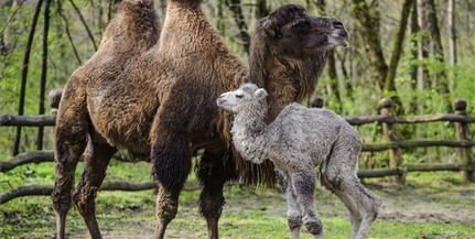 Tevecsikó született a Debreceni Állat- és Növénykertben