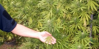 Más fészerében termesztett indiai kendert egy férfi