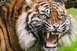 Halára sebezte gondozóját egy maláj tigris