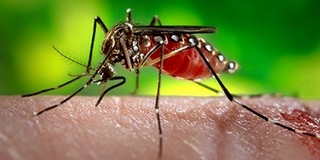 Felmerült, de nem halasztják el az olimpiát a zika-vírus miatt Felmerült, de nem halasztják el az olimpiát a zika-vírus miatt