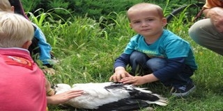 Óvodások kísérték figyelemmel hogyan gyűrűzik a gólyafiókákat