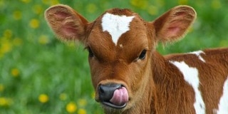 Kigyulladt egy borjúnevelde, az oltásán 19 tűzoltó dolgozik