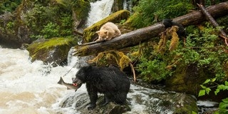 Egyre kevesebb az érintetlen vadon a világban