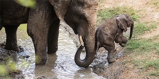 Több veszélyeztetett fajt védene az Európai Unió