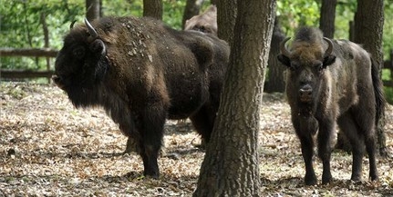 Európai bölényeket fejeztek le Spanyolországban