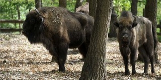 Európai bölényeket fejeztek le Spanyolországban