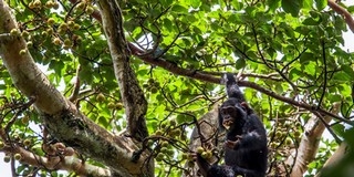 Az erőszakra való hajlam az családfában gyökerezik