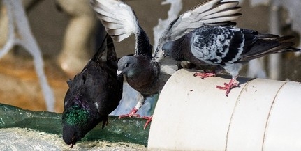 Őrizetbe vettek egy galambot Indiában