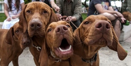 Országos Vizsla Főversenyt rendeznek Soponyán