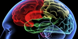 Kiderült, hogy miért a zajos agy a hatékony agy