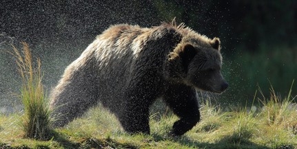 Családi nagygyűlést tarthatott 13 grizzly Montanában