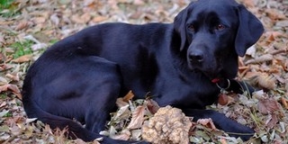 Többmilliós értékű szarvasgombát találtak Baranyában