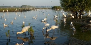 Madárparadicsommá válhat a tiszaalpári Nagy-tó