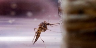 Egyre nő az invazív fajok terjedése a világban