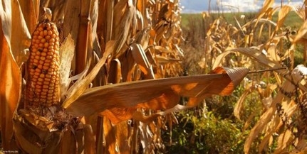 A kukoricát szennyező toxin hatásait vizsgálják