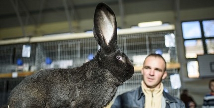 Ismeretlen eredetű nyúlhúst foglaltak le