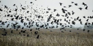 Tükörképükre támadó madarakra figyelmeztetnek