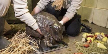 Törpevíziló látott napvilágot Nyíregyházán