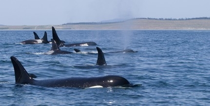 Mérget találtak egy kardszárnyú delfin szervezetében