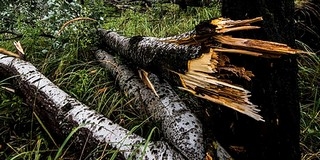 Fa dőlt a sínekre Mohács és Nagynyárád között