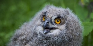 Uhufióka született a veszprémi állatkertben