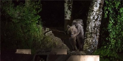 Medvét kaptak lencsevégre éjszaka Tusnádfürdőn
