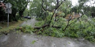 Kidőlt fák és elárasztott pincék miatt hívták a tűzoltókat