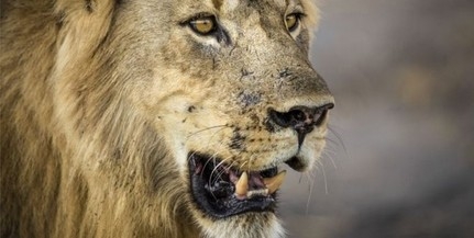 Lelőtték a szökött oroszlánokat Dél-Afrikában