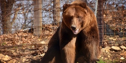 Medve támadt egy fiatal juhászra a Retyezátban