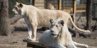 Ha így folytatjuk, csupán emlék marad az oroszlán