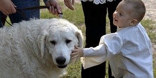 Elmarad a pásztorkutyák versenye az Ős-Dráva Látogatóközpontban