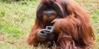 Elpusztult Chantek, a jelnyelvet használó orangután